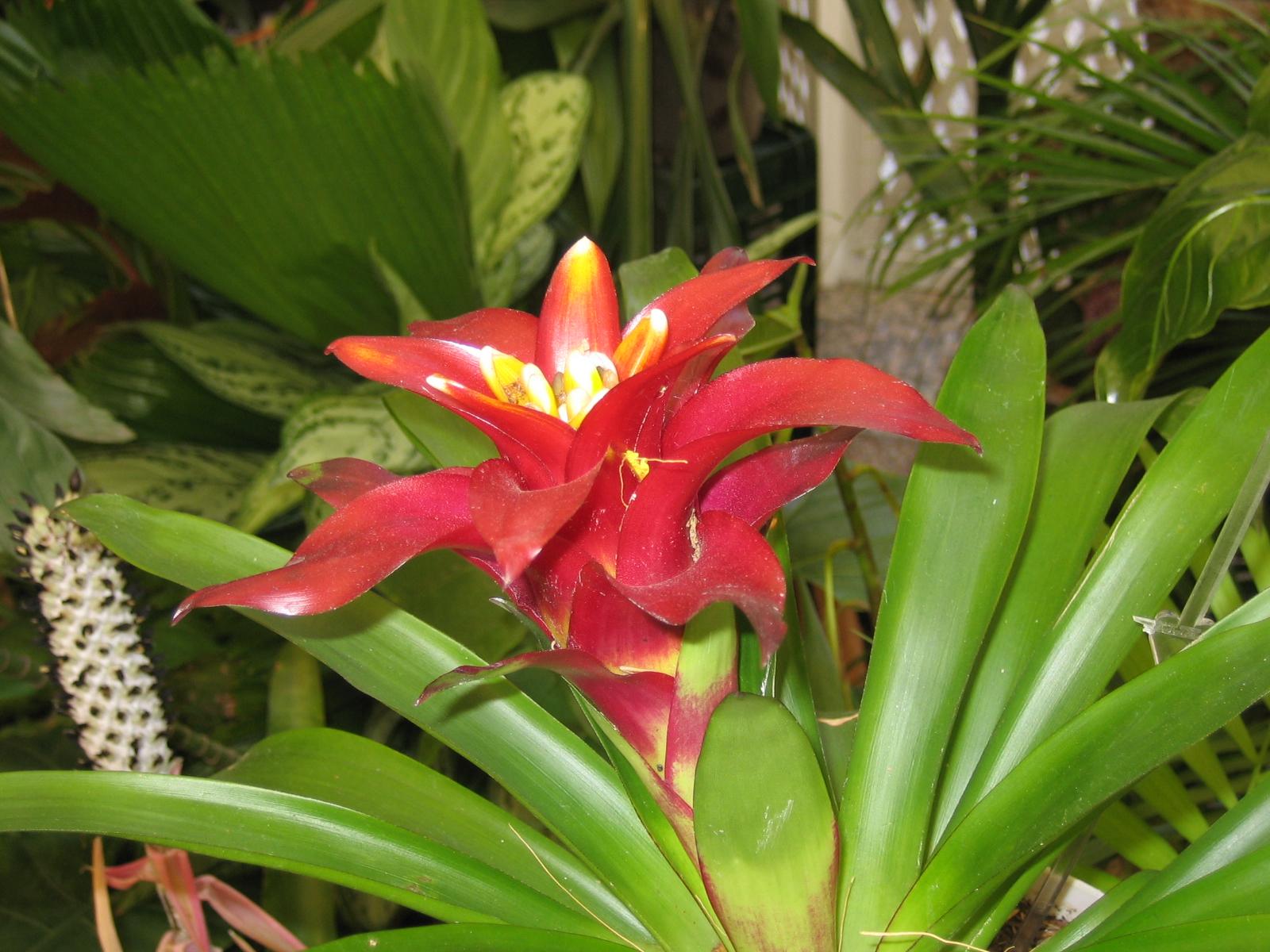 Torch Bromeliad